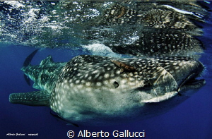 Whale shark with remoras by Alberto Gallucci 